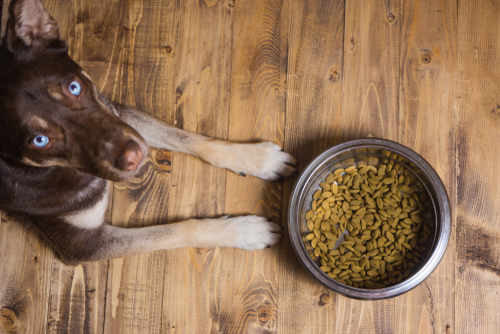 Grain-Free Diets Linked to Cardiac Deaths in Dogs