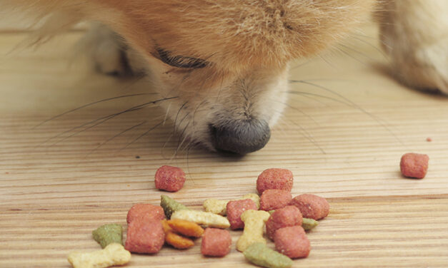 Deadly Dog and Cat Food Recall Expands: More Common Brands