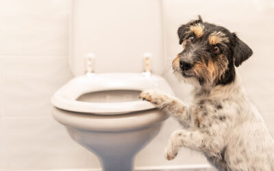 Get the scoop on dog poop – solving the diarrhea mystery